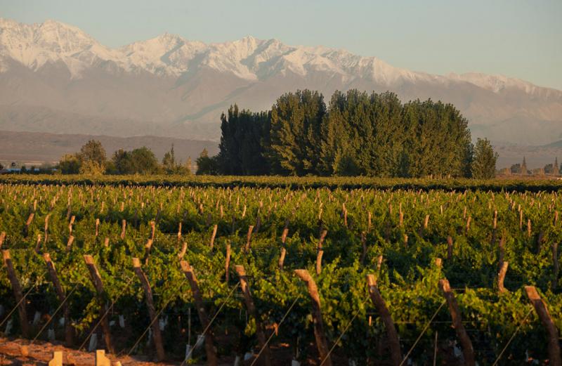Siete Fincas vineyards with Andes Mountains in the background Siete Fincas vineyards with Andes Mountains in the background